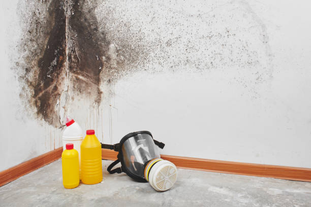 Best Professional Mold Removal  in Cherry Grove, OH