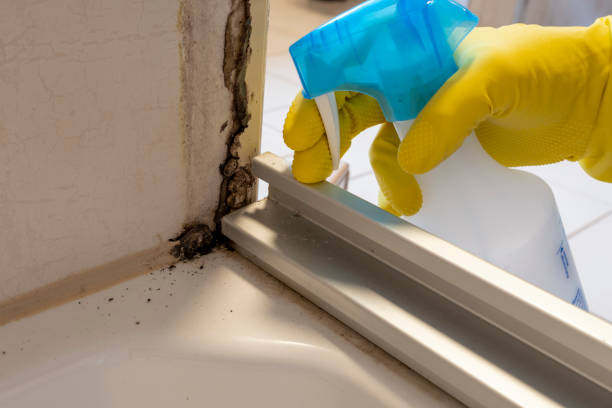 Professional Mold Removal in Cherry Grove, OH