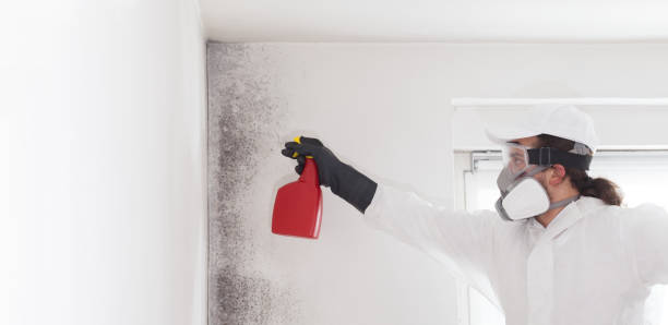 Best Toxic Mold Removal  in Cherry Grove, OH