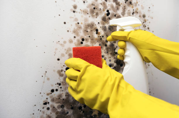Best Emergency Mold Removal  in Cherry Grove, OH