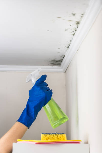 Best Mold Remediation  in Cherry Grove, OH