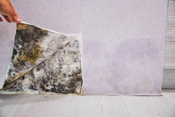 Best Commercial Mold Removal  in Cherry Grove, OH